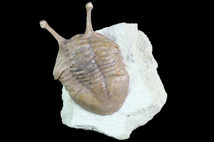 Stalk-Eyed Asaphus Kowalewskii Trilobite - Russia #89080